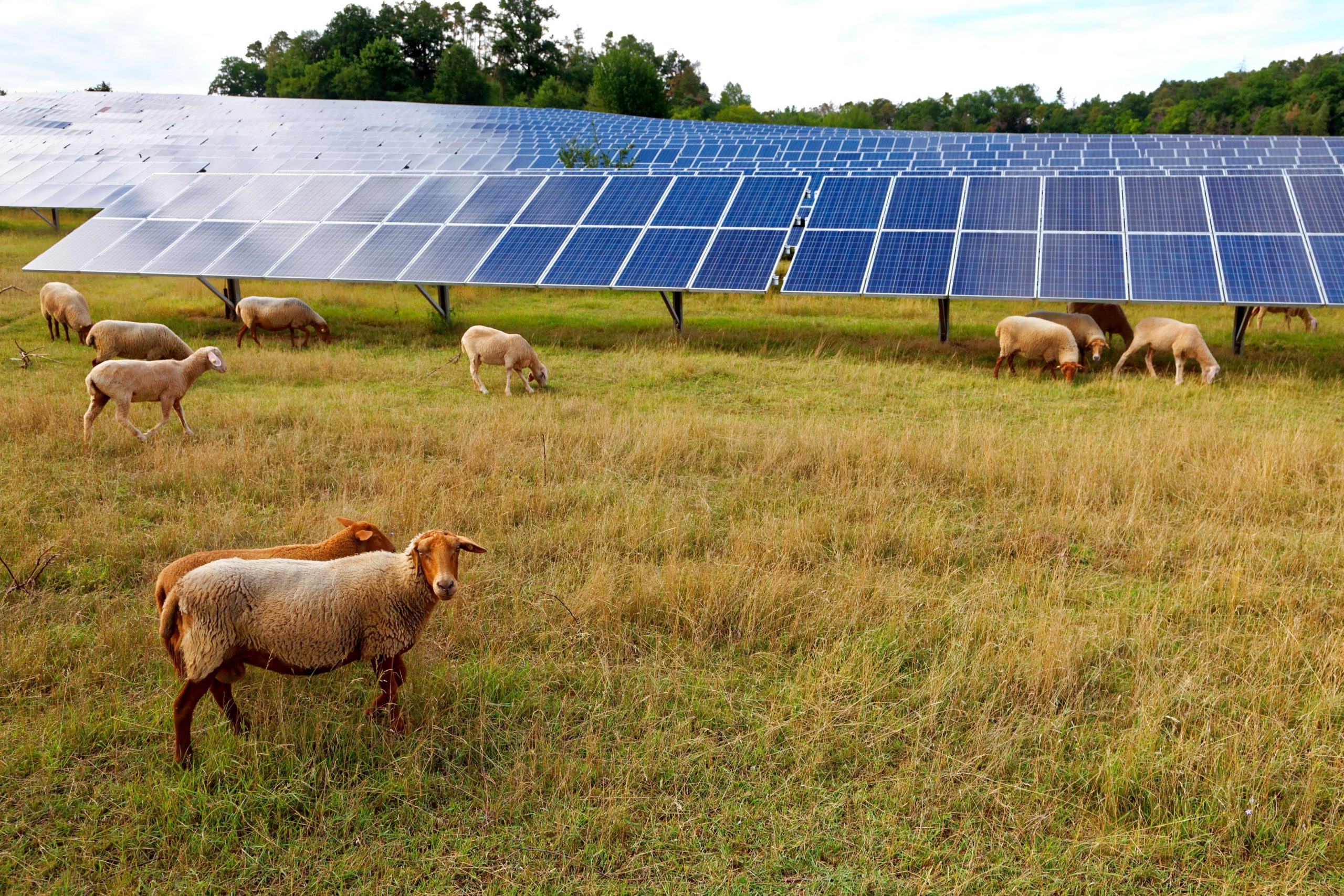 solar panels on a sheep farm