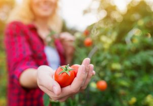 garden farm uses solar energy