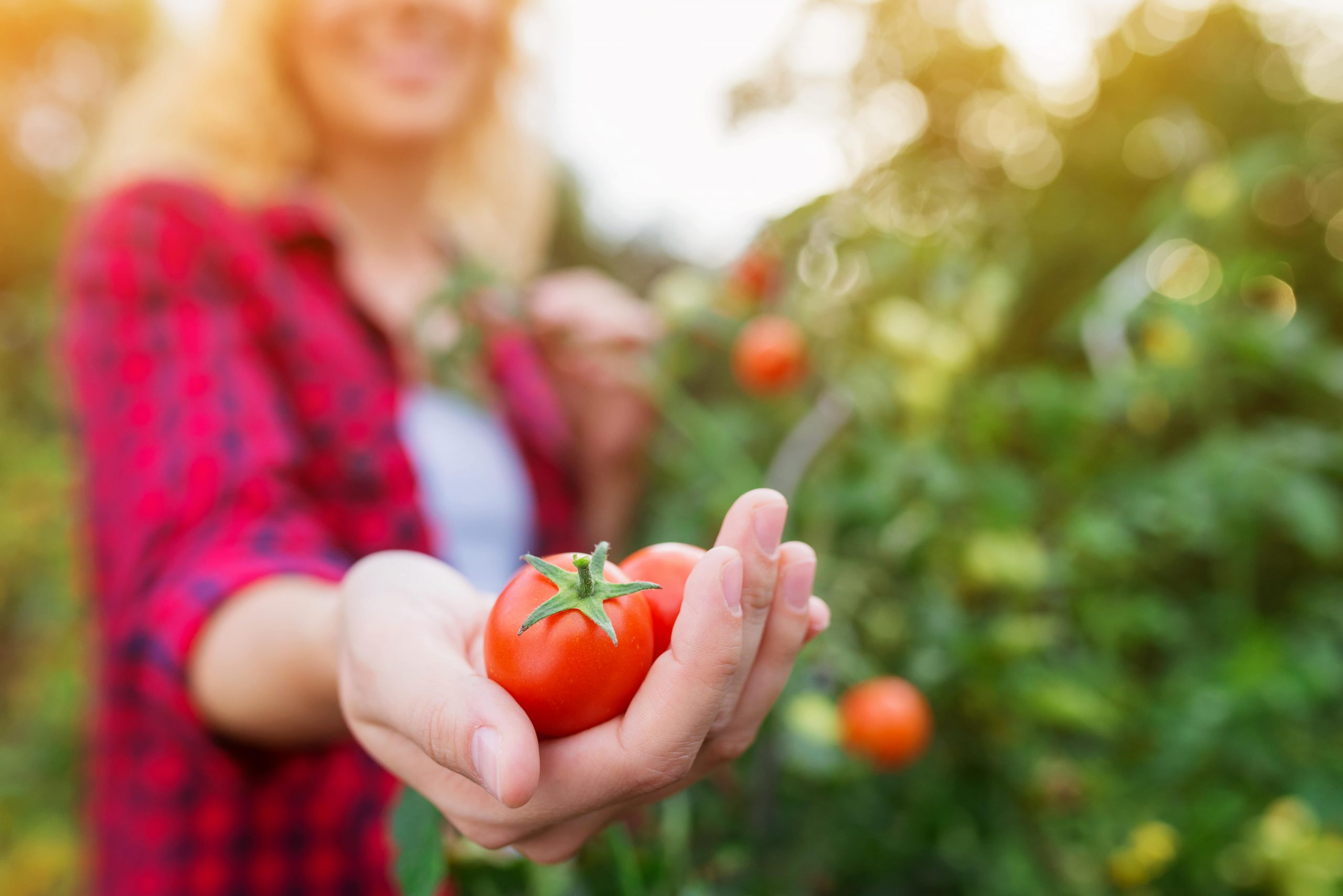 garden farm uses solar energy