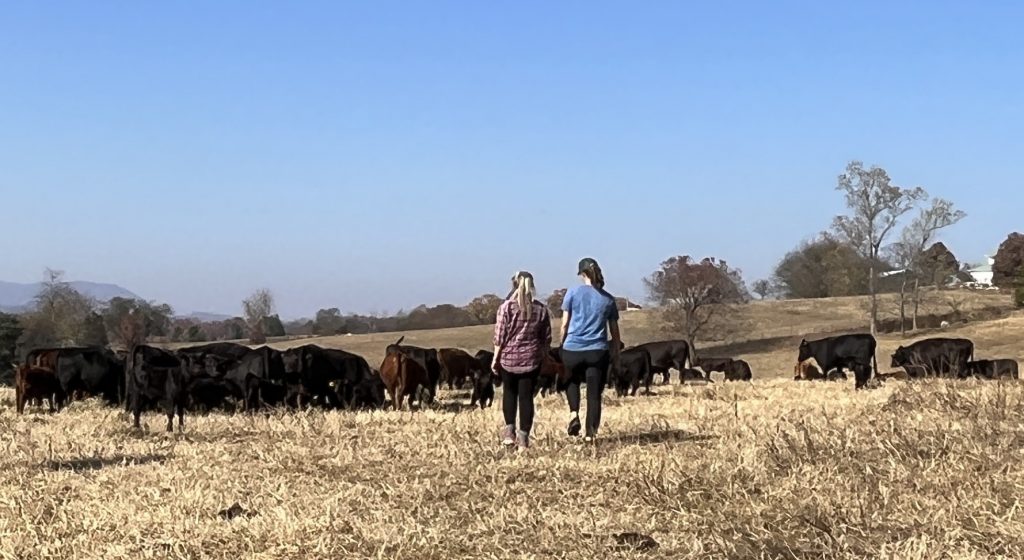 cattle farm