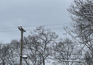 Winter snow on trees and power lines