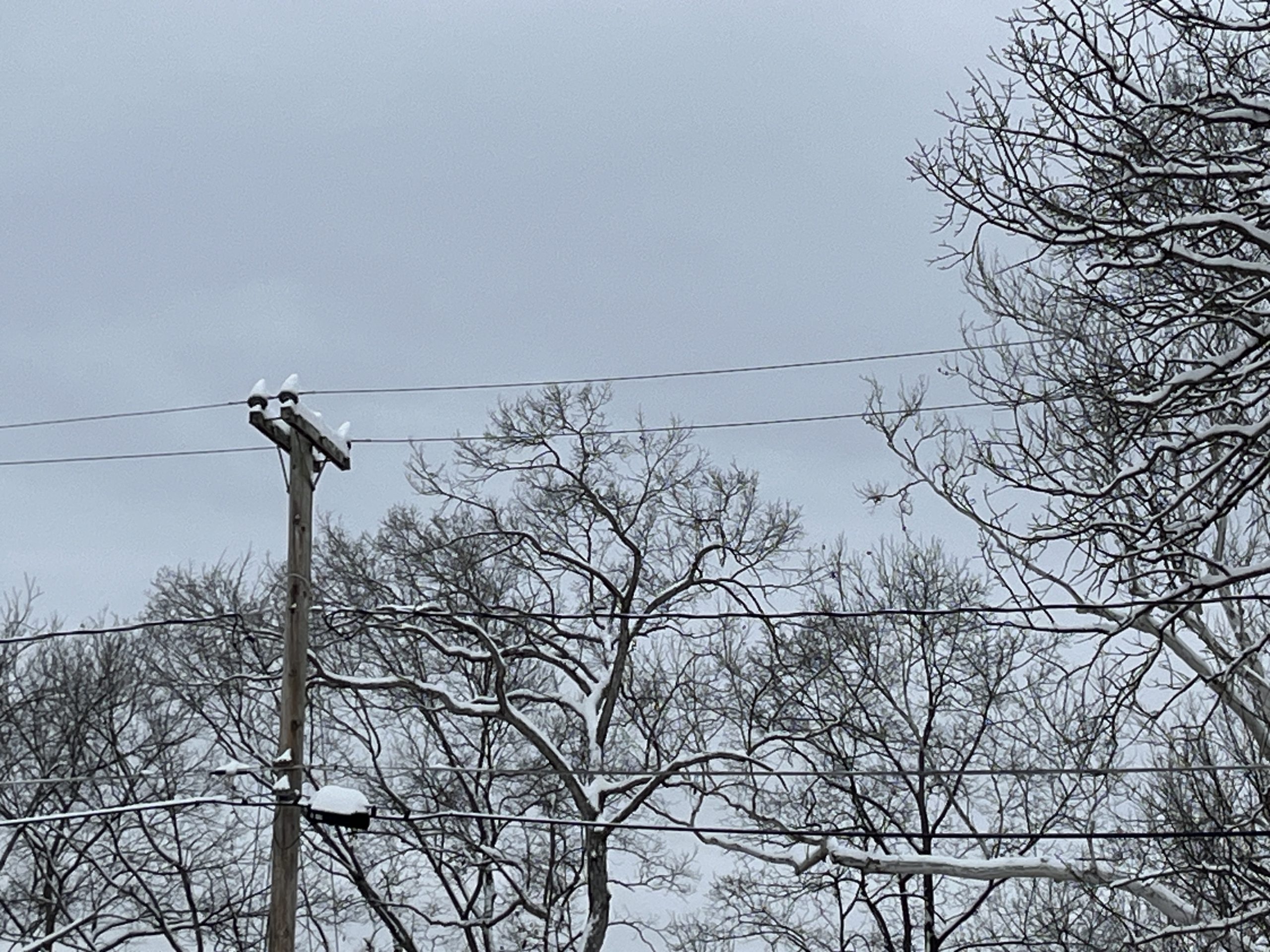 Winter snow on trees and power lines